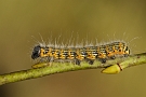 Phalera bucephala ( Wapendrager}